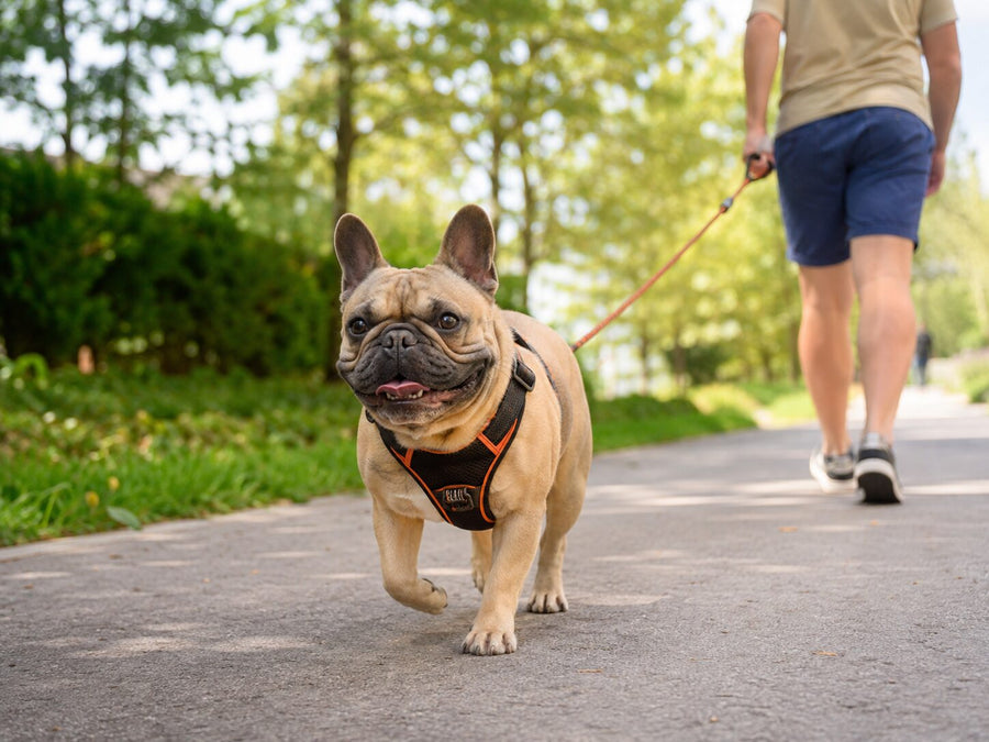 Best Dog Harness for French Bulldogs: Fit, Comfort & Control