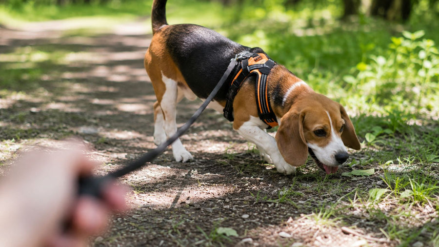 Best Beagle Harness: Fit, Control &amp; Security