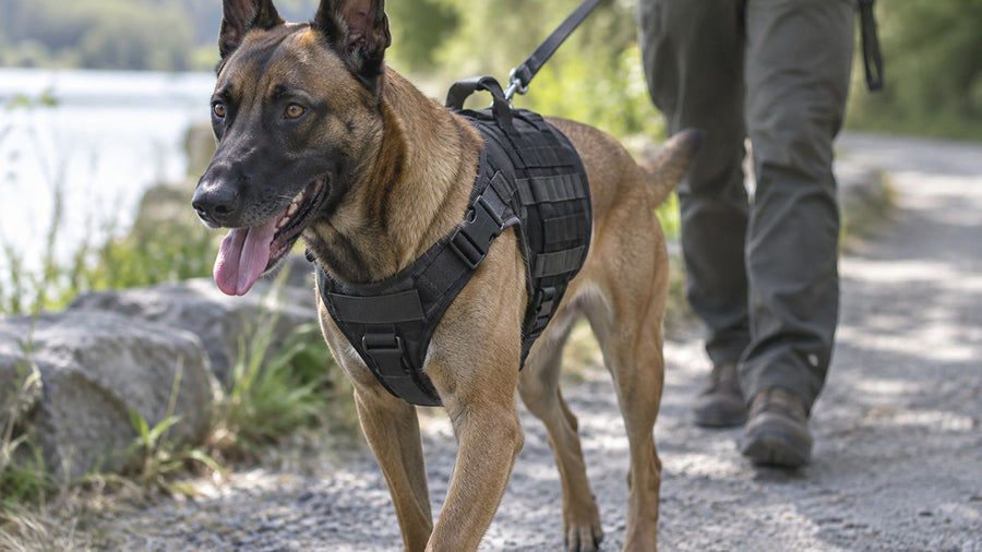 Best Harness for a Belgian Malinois: Control, Fit &amp; Tactical Options