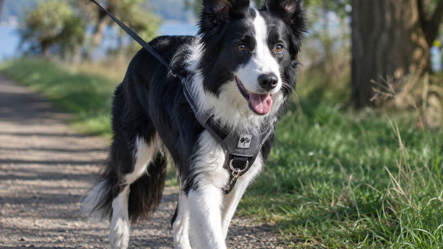 Best Harness for a Border Collie: Fit, Control &amp; Shoulder Freedo