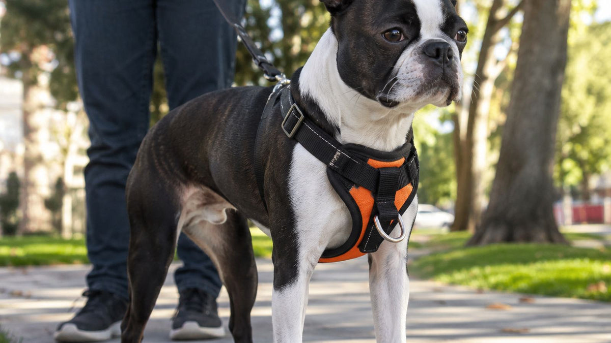 Boston Terrier wearing a front-clip harness on a walk outdoors