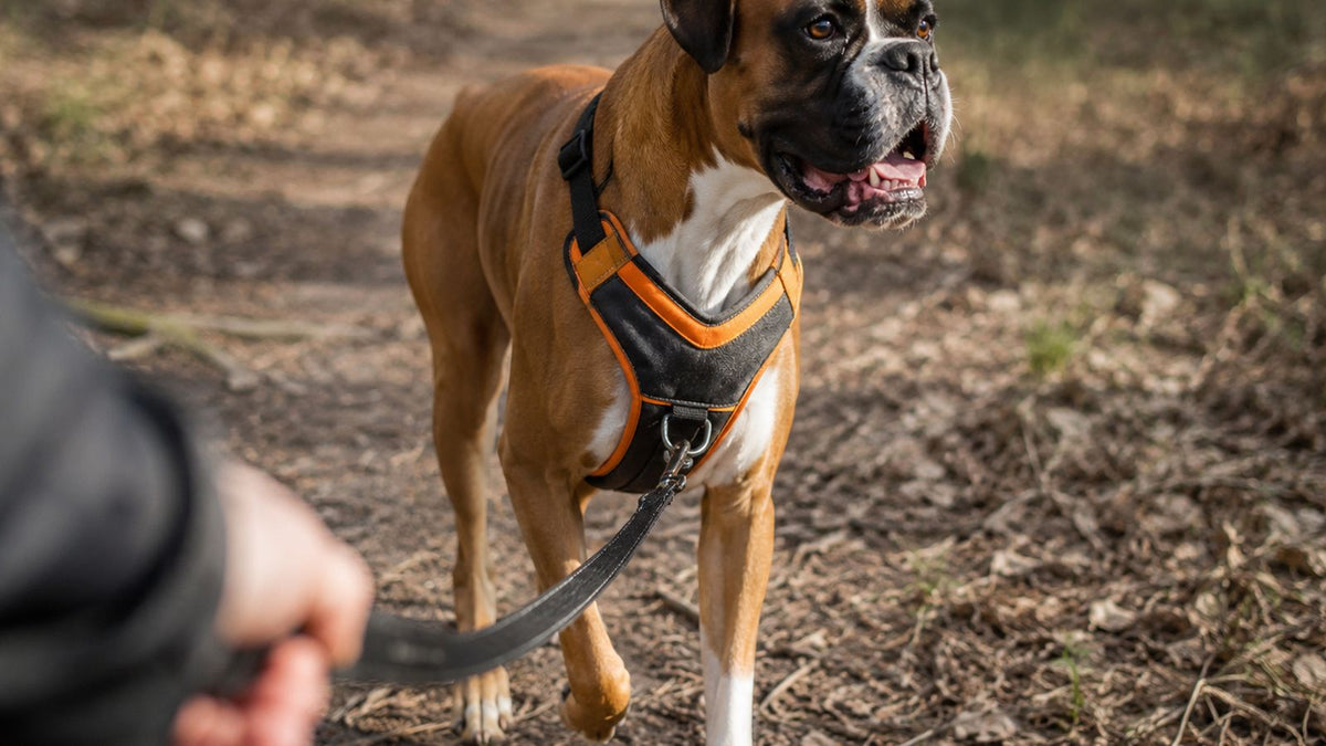 Boxer dog wearing a black and orange front-clip harness on a walk