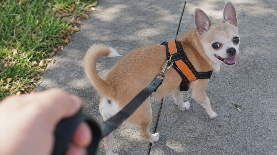 Best Chihuahua Harness: Fit, Comfort & Security