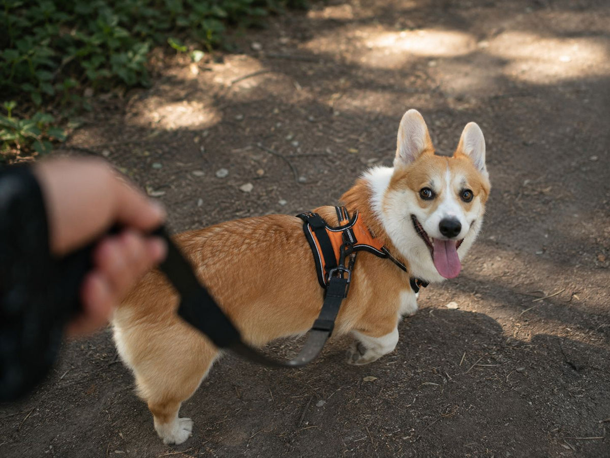 Corgi wearing a black and orange front-clip harness on a trail walk