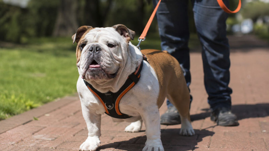 Best Harness for an English Bulldog: Fit, Comfort & Control