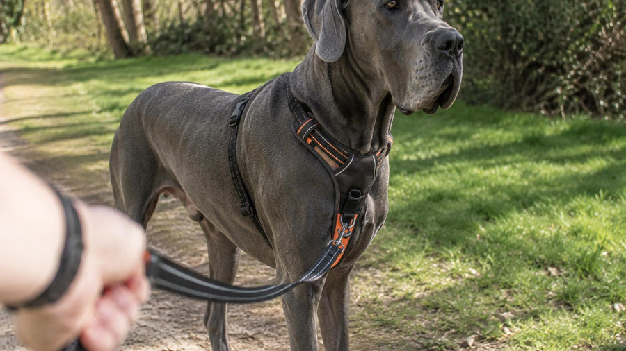 Best Harness for a Great Dane: Fit, Size & Control