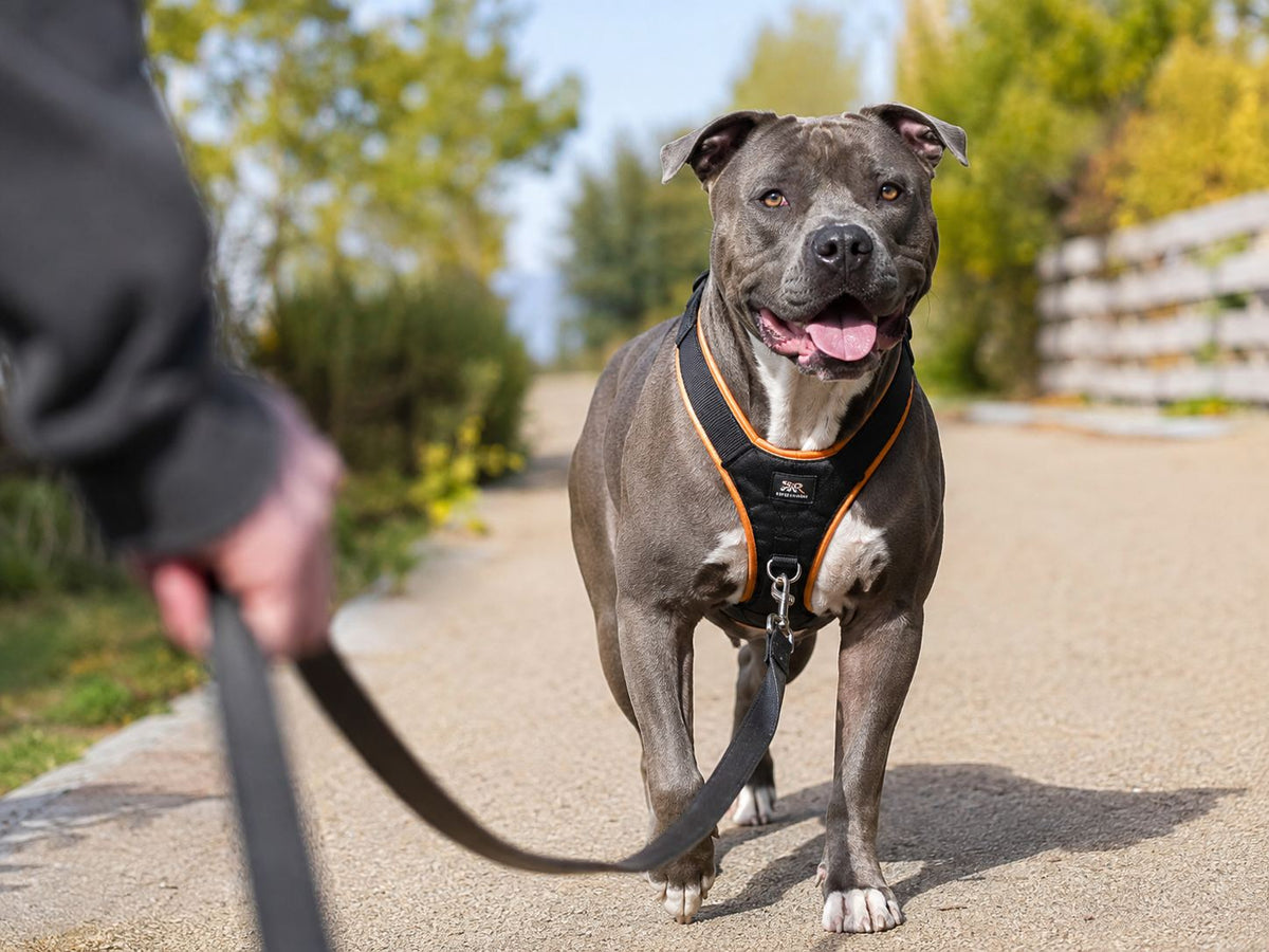 Pitbull wearing a black and orange front-clip harness on an outdoor walk