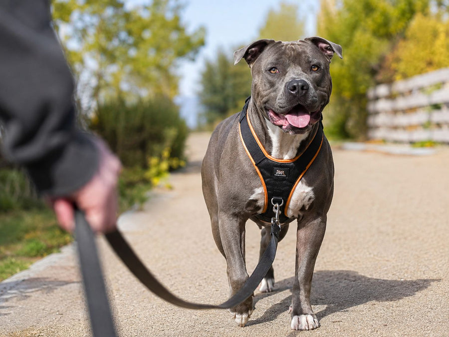 Best Dog Harness for Pitbulls: Fit, Control &amp; Comfort