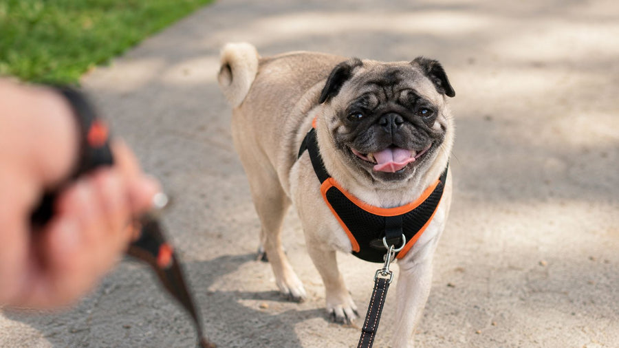 Best Pug Harness: Fit, Breathing Comfort &amp; Control
