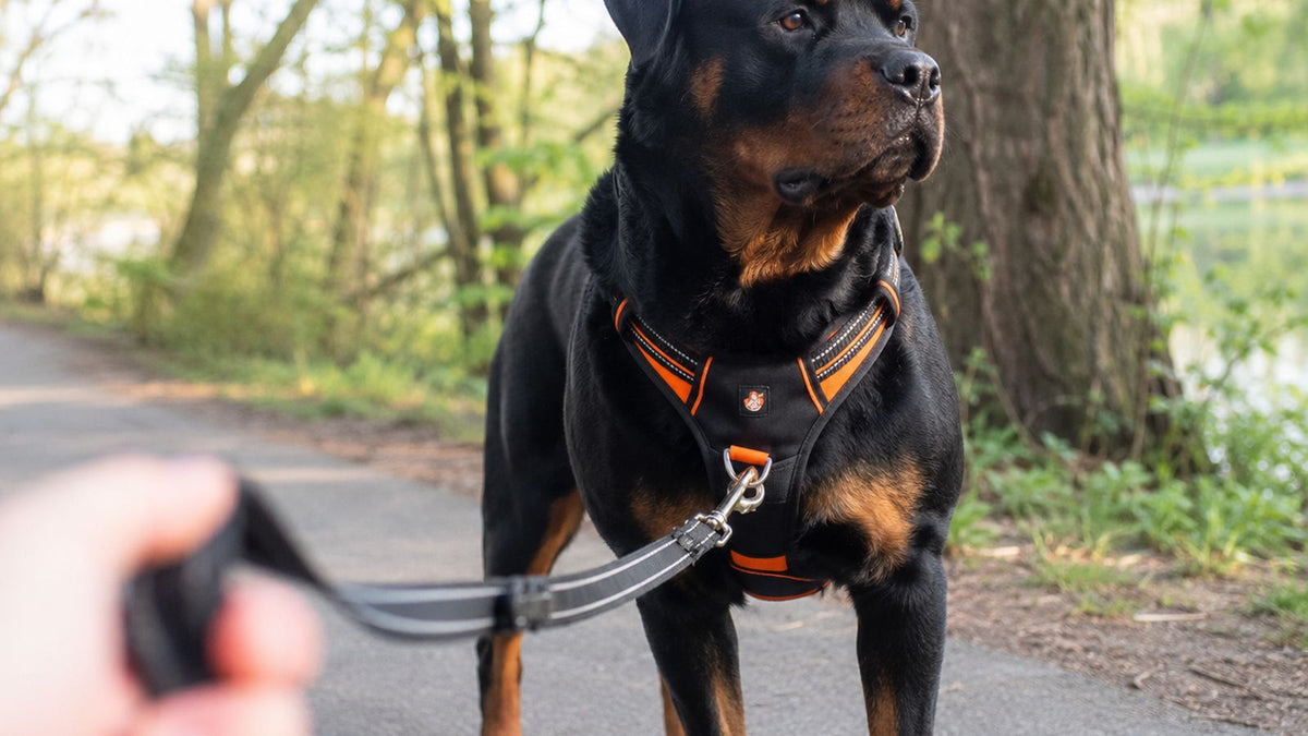 Rottweiler wearing a black and orange front-clip harness on a walk