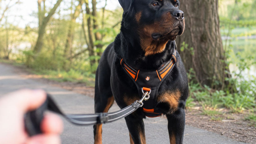 Best Rottweiler Harness: Fit, Control &amp; Strength