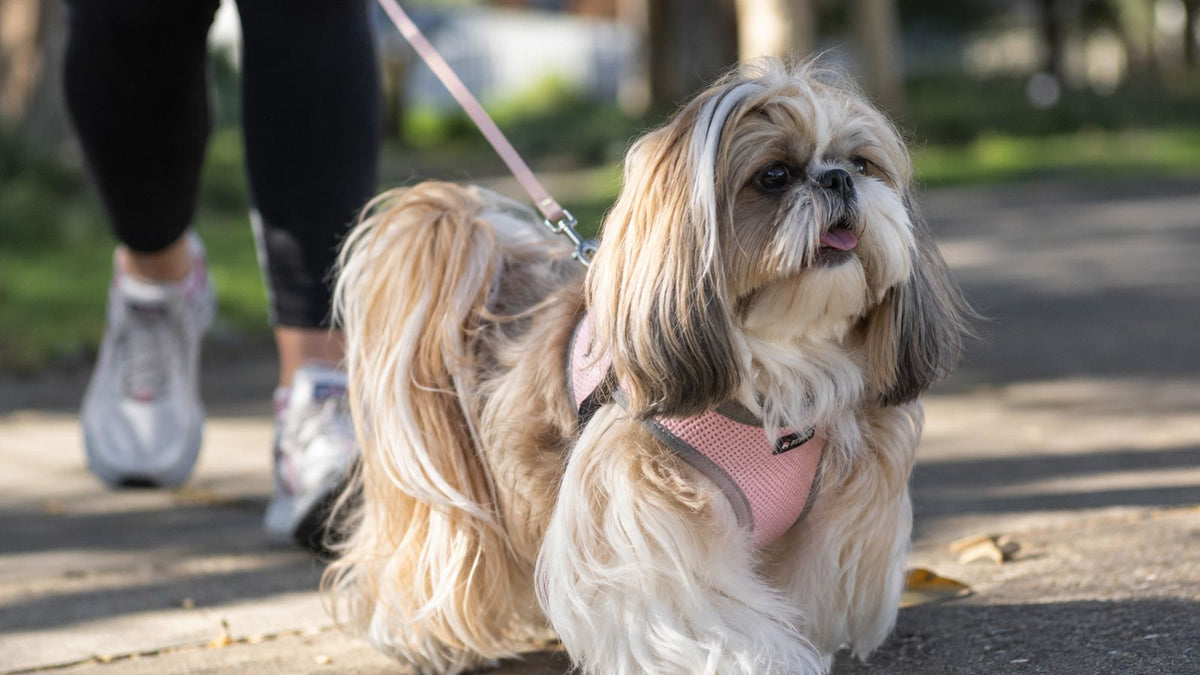 Shih Tzu with long coat wearing a soft vest-style harness on a walk