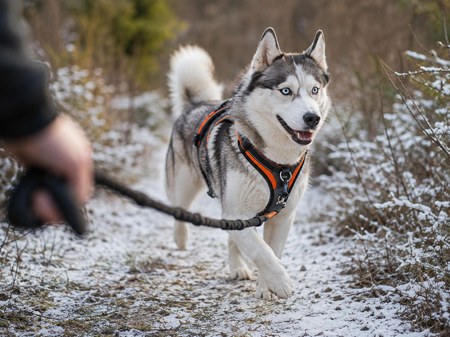 Best Husky Harness: Fit, Control &amp; Security