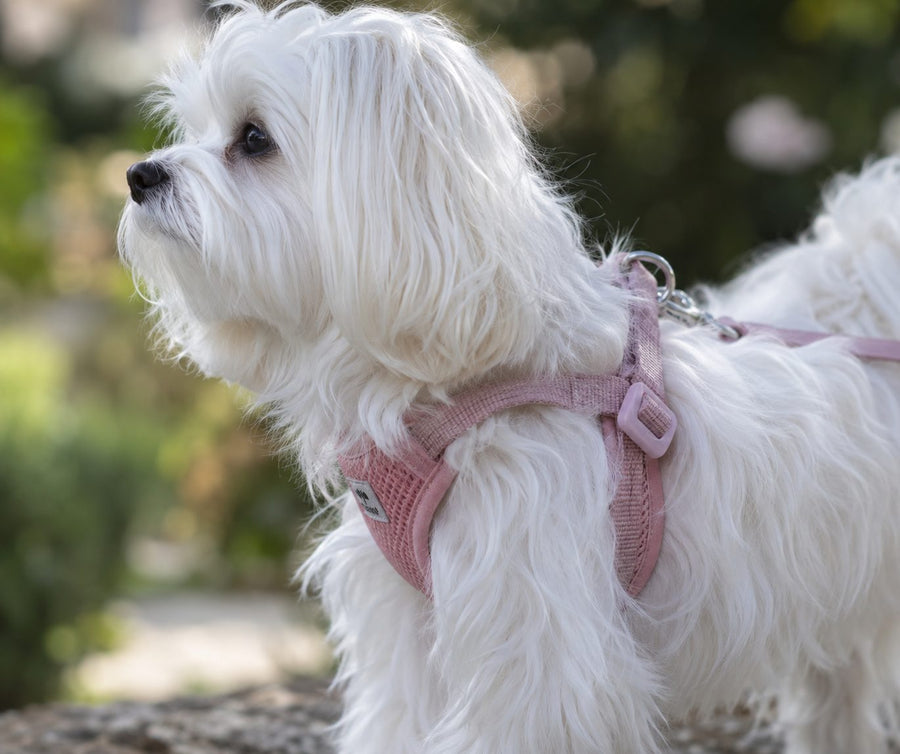 Best Harness for a Maltese: Fit, Comfort & Coat-Friendly Options