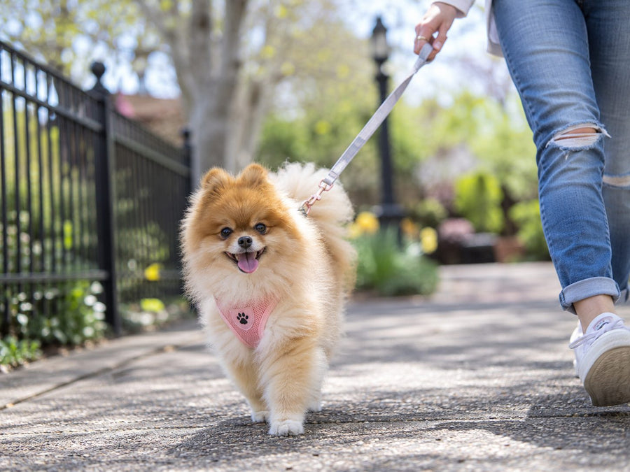 Best Harness for a Pomeranian: Fit, Comfort & Neck Protection